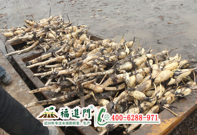 福進(jìn)門水溶肥在蓮藕上如何施用？