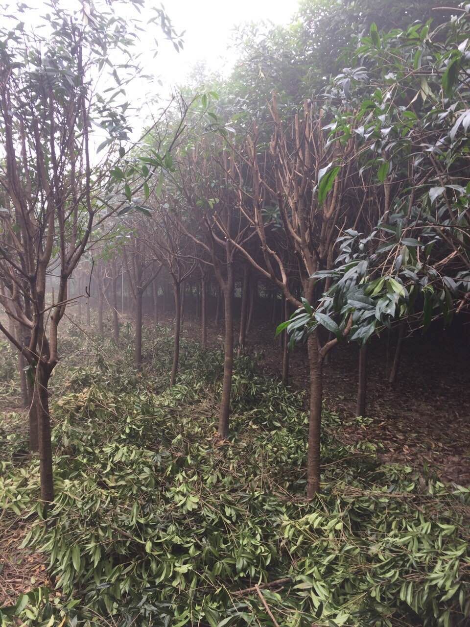 重慶黃花槐 黃花槐供應(yīng)商 黃花槐批發(fā) 黃花槐苗木 黃花槐
