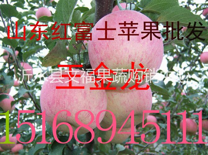 山東紅富士蘋果價格行情 紅富士蘋