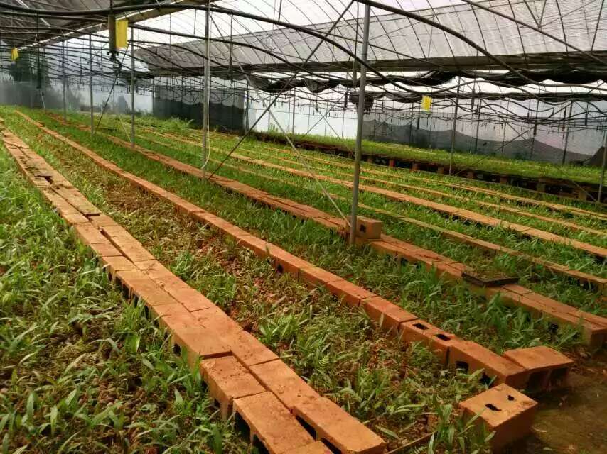 白芨種苗圖片/白芨種苗樣板圖 (2)