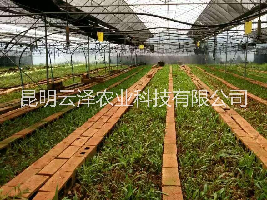 云南白芨種苗　昆明三叉白芨種植圖片