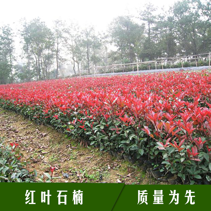 紅葉石楠圖片/紅葉石楠樣板圖 (1)