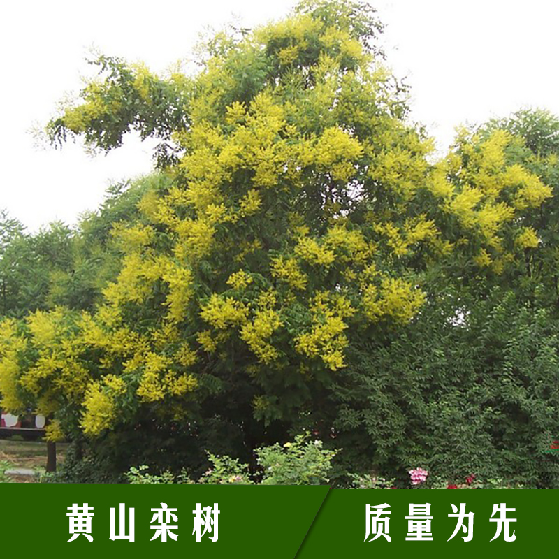 欒樹苗圖片/欒樹苗樣板圖 (2)