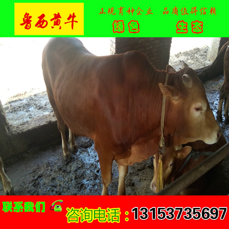 育肥牛犢圖片/育肥牛犢樣板圖 (2)