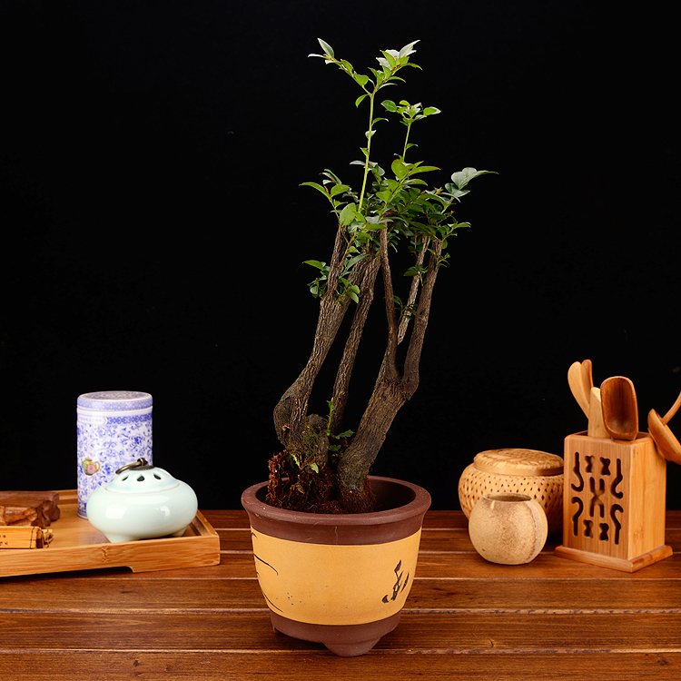 小葉紫檀盆栽廠家批發(fā)黑骨茶室內(nèi)盆圖片/小葉紫檀盆栽廠家批發(fā)黑骨茶室內(nèi)盆樣板圖 (2)