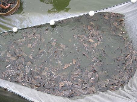 長江胭脂魚苗圖片/長江胭脂魚苗樣板圖 (4)