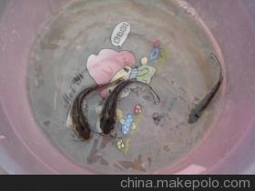 河南斑點(diǎn)叉尾鮰養(yǎng)魚場 河南斑點(diǎn)叉尾回魚苗批發(fā) 河南斑點(diǎn)叉尾回魚苗批發(fā)市場