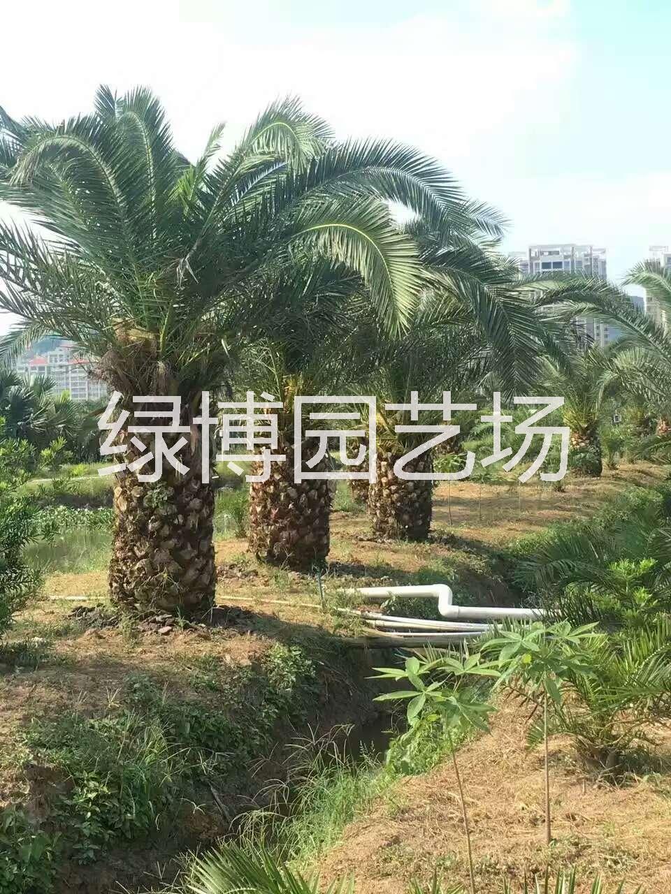 加拿利海棗圖片/加拿利海棗樣板圖 (3)
