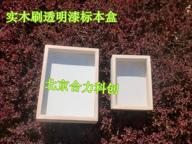 昆蟲標本盒 實木標本盒圖片