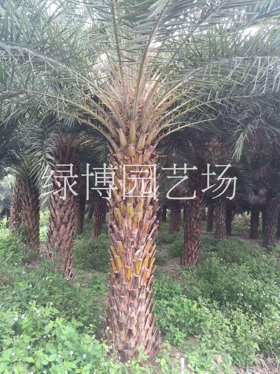 海棗圖片/海棗樣板圖 (4)