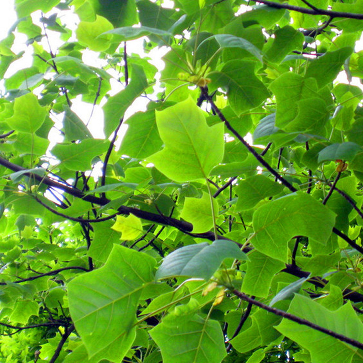 *批發(fā) 馬褂木大樹(shù) 工程苗木 園林綠化 馬褂木鵝掌楸 大規(guī)格