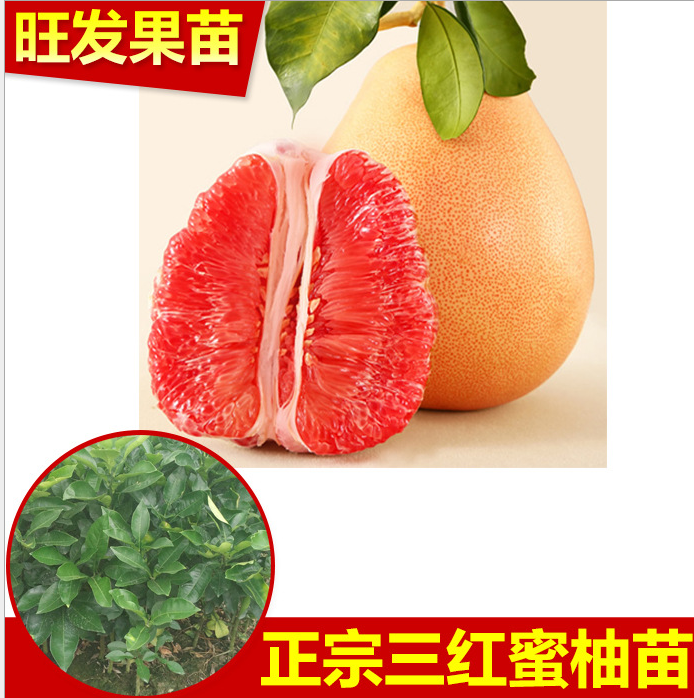 紅肉蜜柚苗圖片/紅肉蜜柚苗樣板圖 (4)