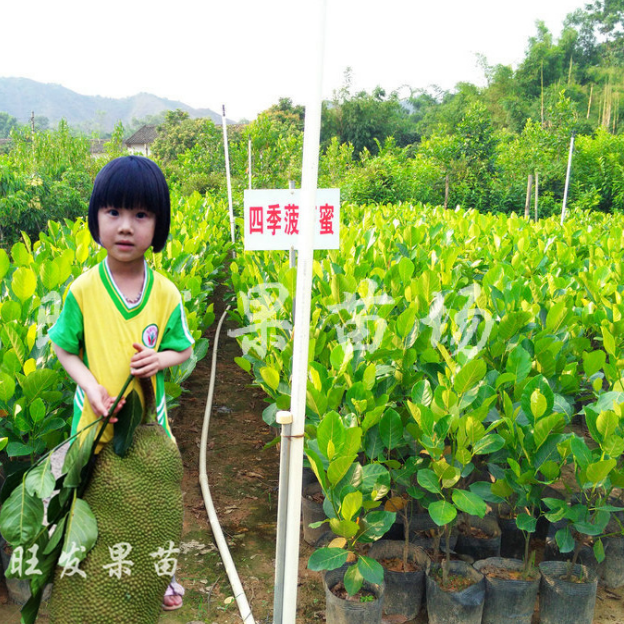 菠蘿蜜苗圖片/菠蘿蜜苗樣板圖 (1)