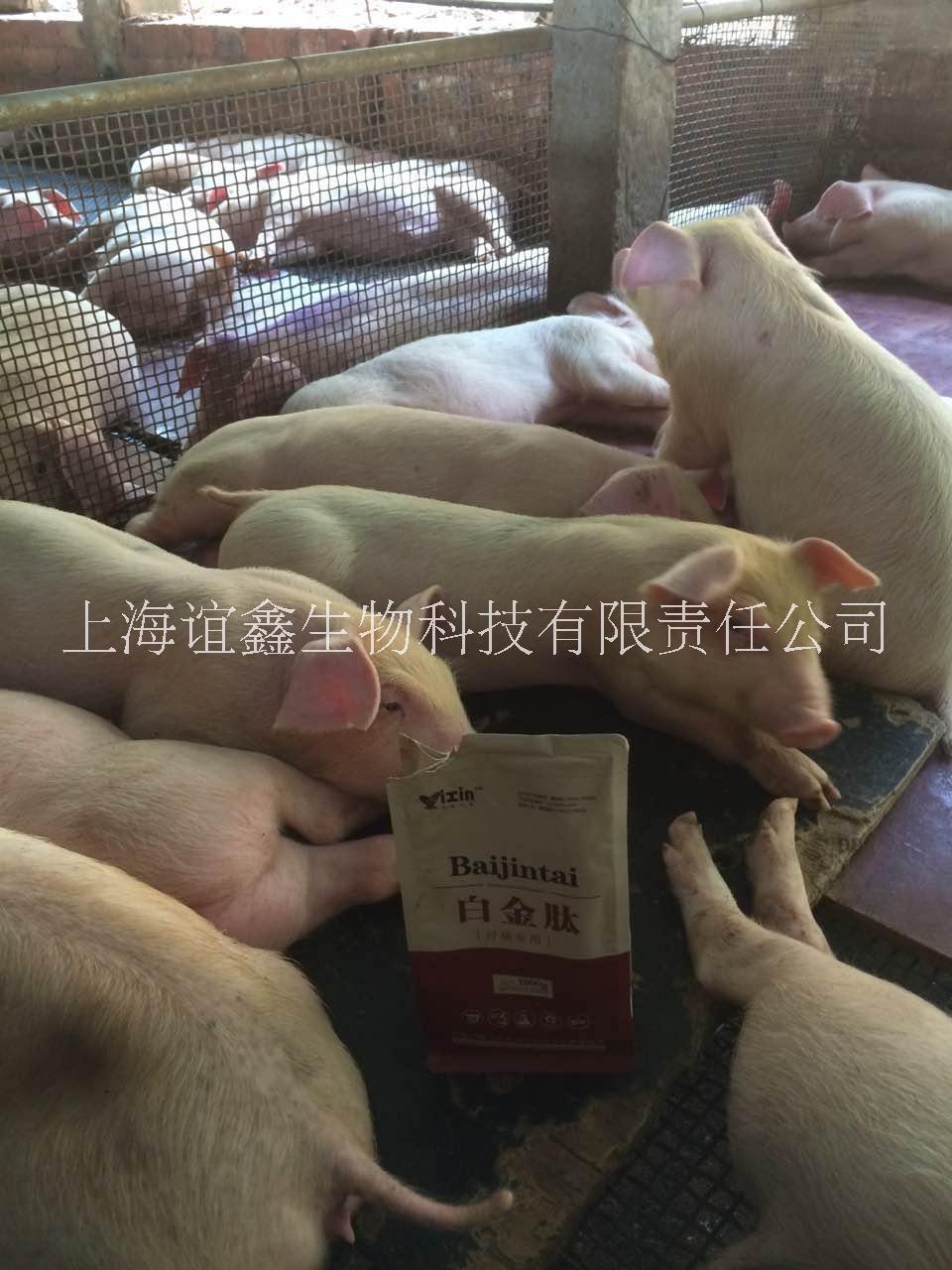 小豬拉稀圖片/小豬拉稀樣板圖 (2)