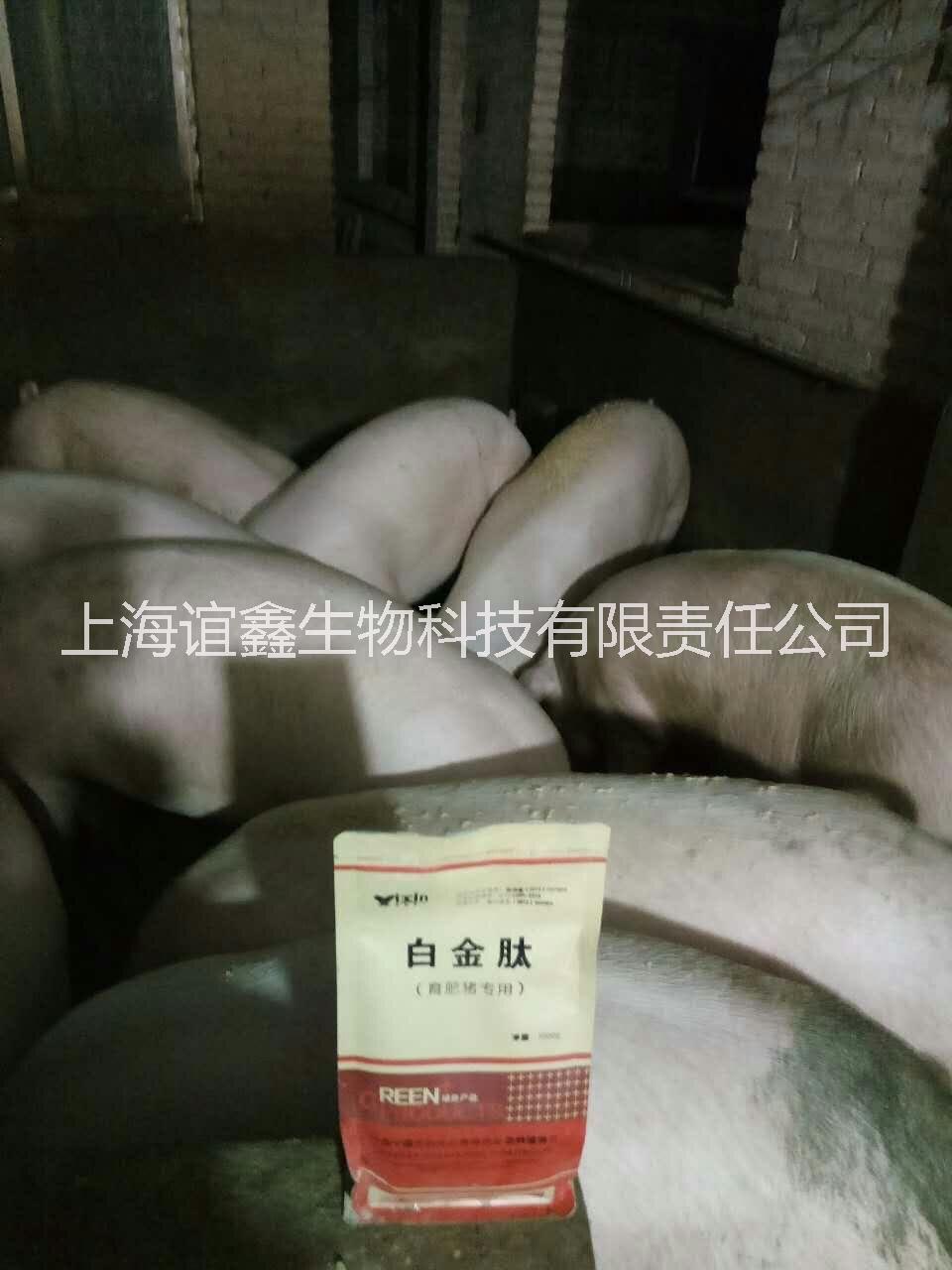 猪催肥用啥药比较好 育肥猪白金肽图片