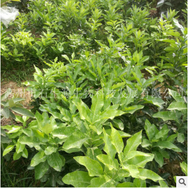 紅心蜜柚子苗圖片/紅心蜜柚子苗樣板圖 (2)