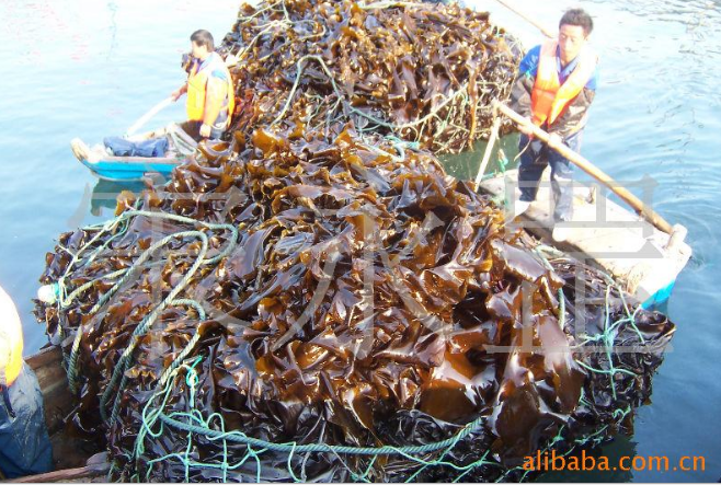 山东长岛县淡干海带 昆布图片