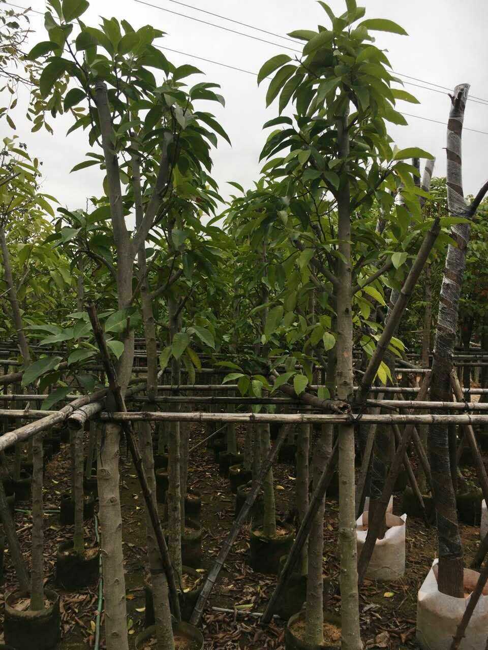 白玉蘭圖片/白玉蘭樣板圖 (4)