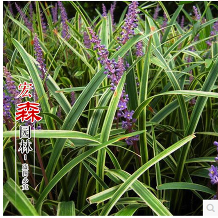 麥冬圖片/麥冬樣板圖 (3)