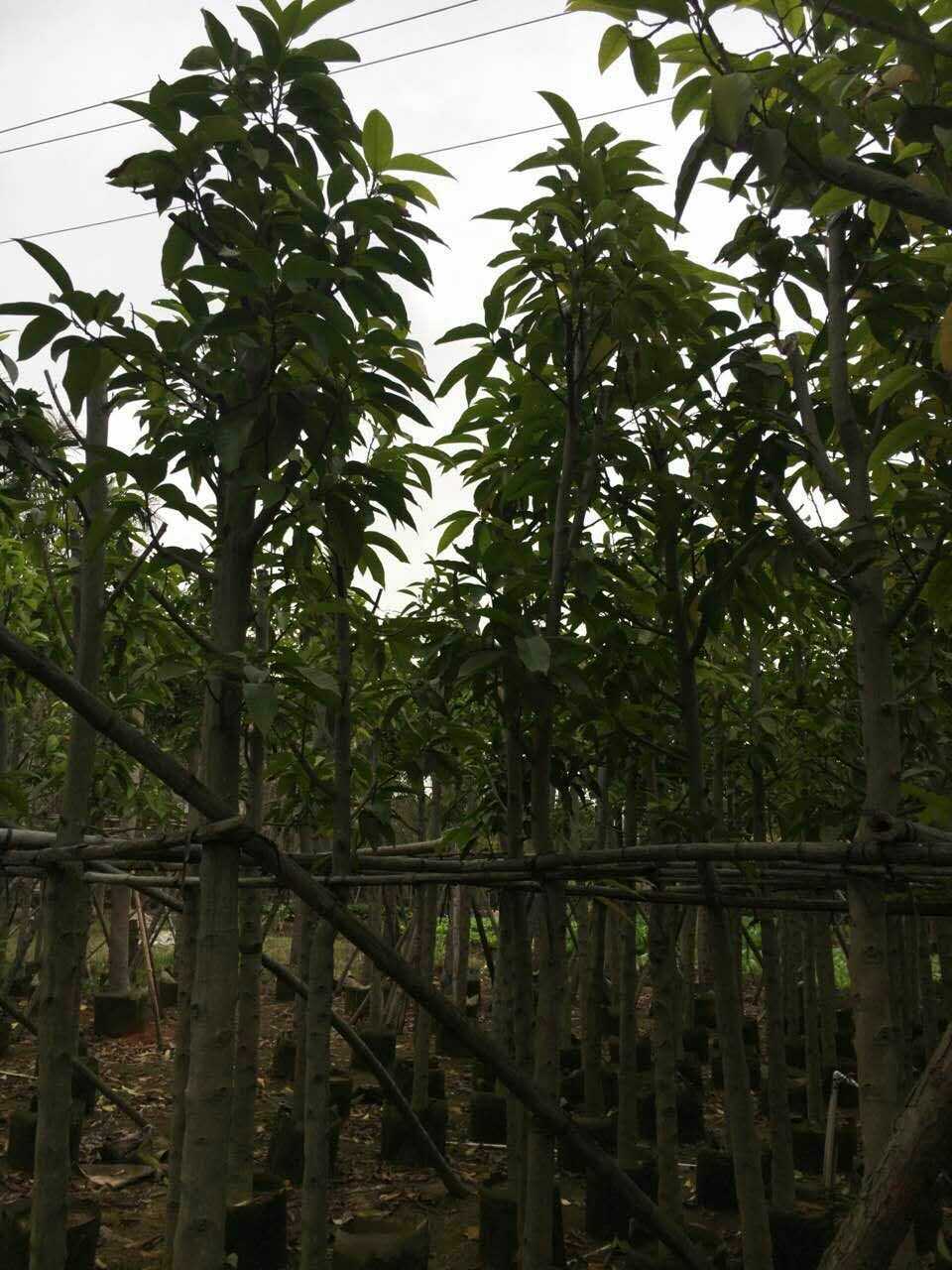 白玉蘭圖片/白玉蘭樣板圖 (3)