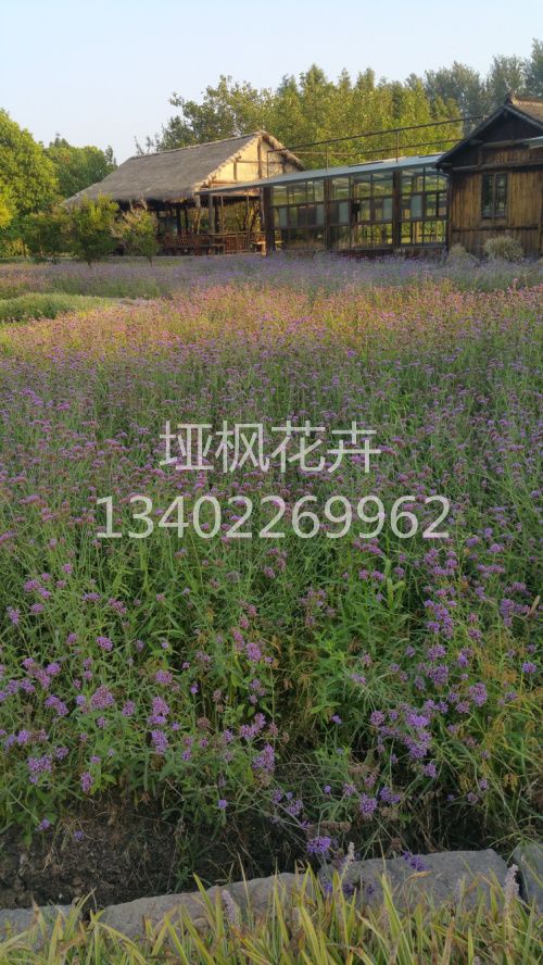 馬鞭草圖片/馬鞭草樣板圖 (4)