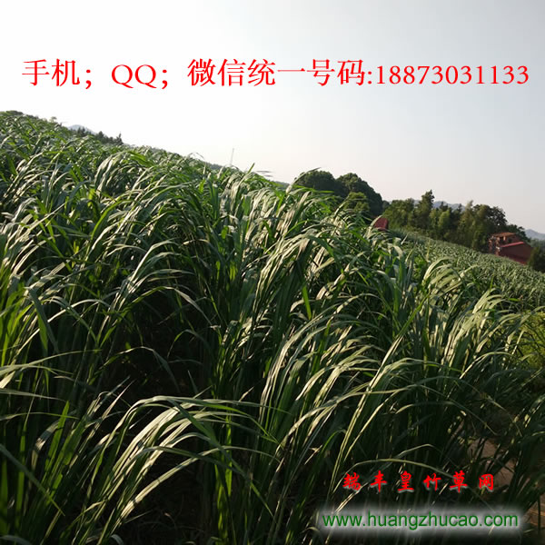 皇竹草圖片/皇竹草樣板圖 (3)