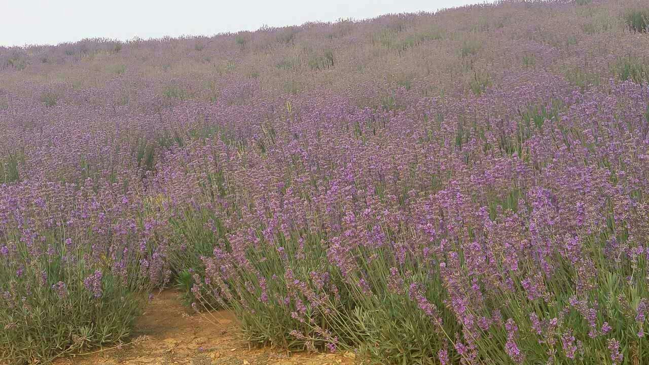 薰衣草花海 薰衣草種植基地