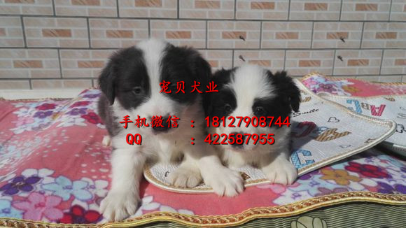 邊境牧羊犬圖片/邊境牧羊犬樣板圖 (2)