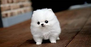 廣州哪里有買博美廣州純種博美犬