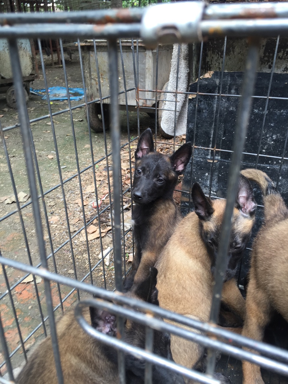 济宁市精品马犬黑狼犬格力犬狼青杜高幼犬厂家