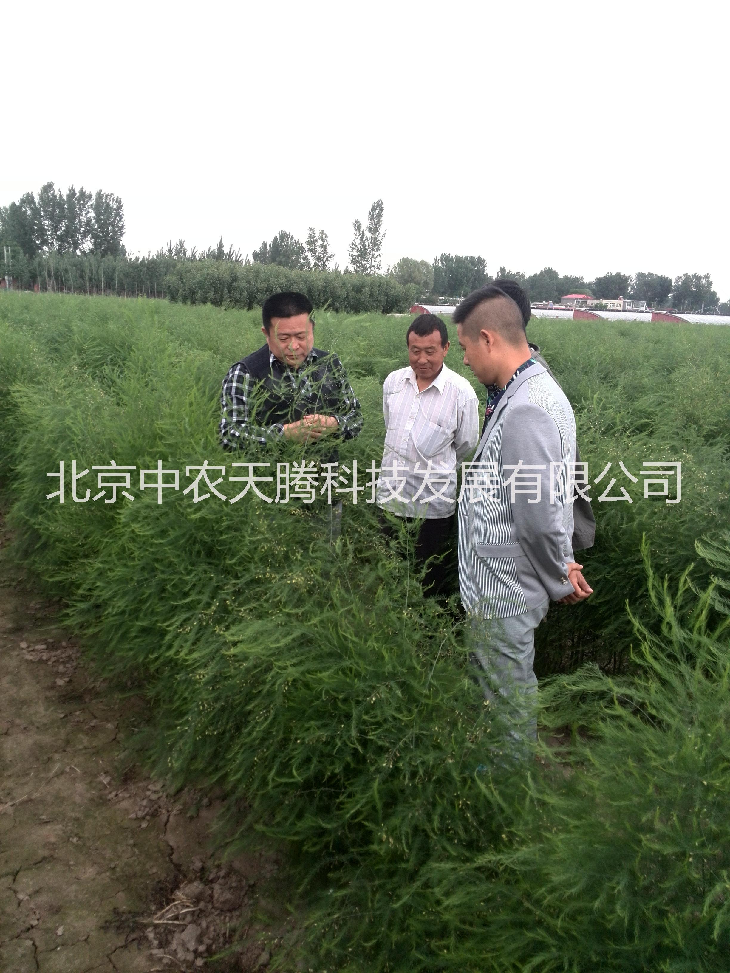 蘆筍圖片/蘆筍樣板圖 (2)