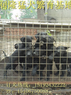 厂家直销纯种黑狼犬幼犬 黑狼犬训练方法 护卫犬黑狼犬多少钱一条