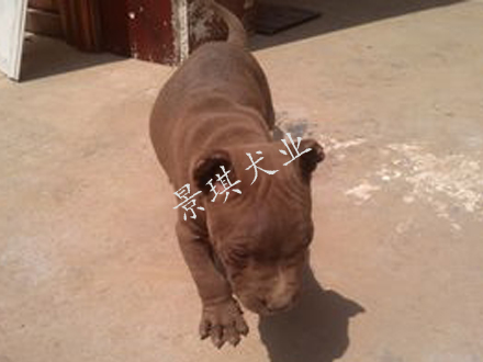 比特犬圖片/比特犬樣板圖 (4)