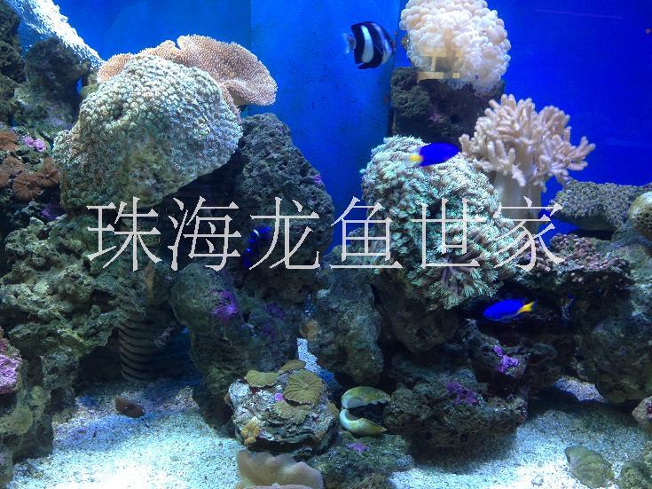 珠海生态鱼缸定做 海草鱼缸定做