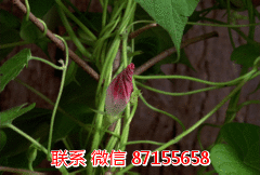 立體光柵板圖片/立體光柵板樣板圖 (1)