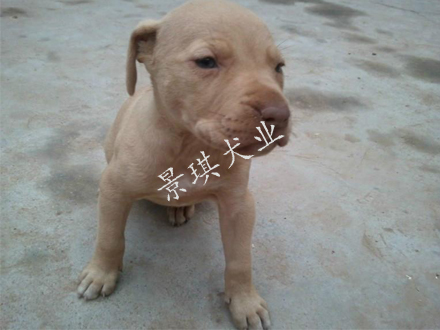 怎么喂養(yǎng)比特犬圖片