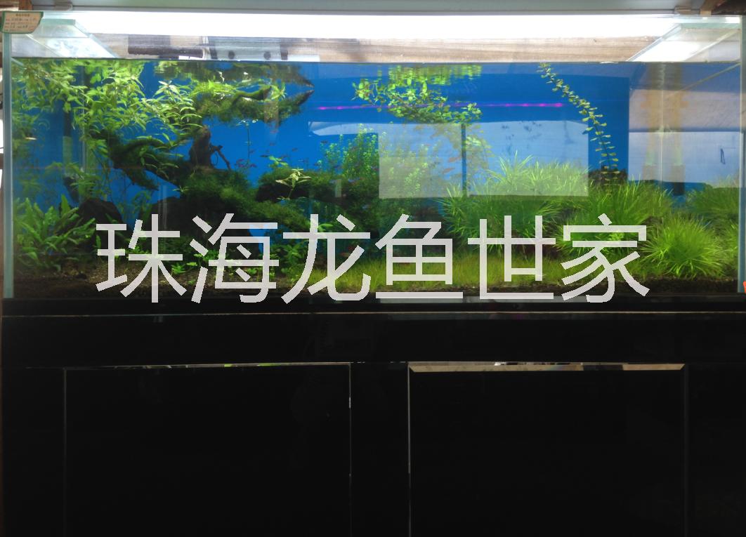 魚缸圖片/魚缸樣板圖 (4)