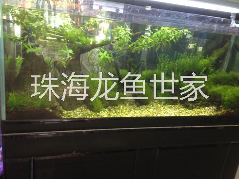 魚缸造景圖片/魚缸造景樣板圖 (4)