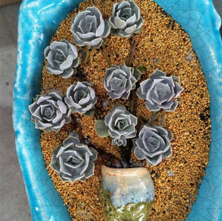 批發(fā)多肉植物 麗娜蓮防輻射植物 辦公室盆栽