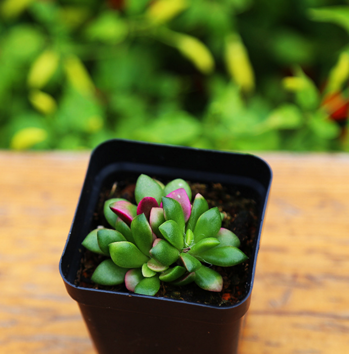 建跃花卉精品多肉植物盆栽图片