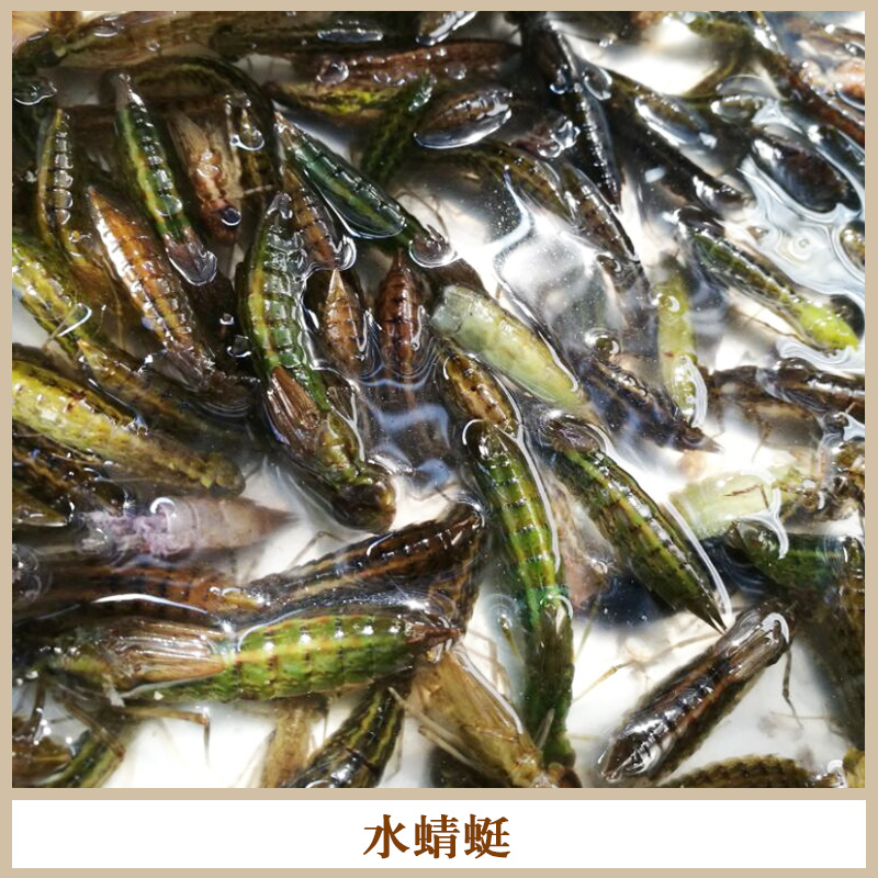 水蜻蜓圖片/水蜻蜓樣板圖 (1)