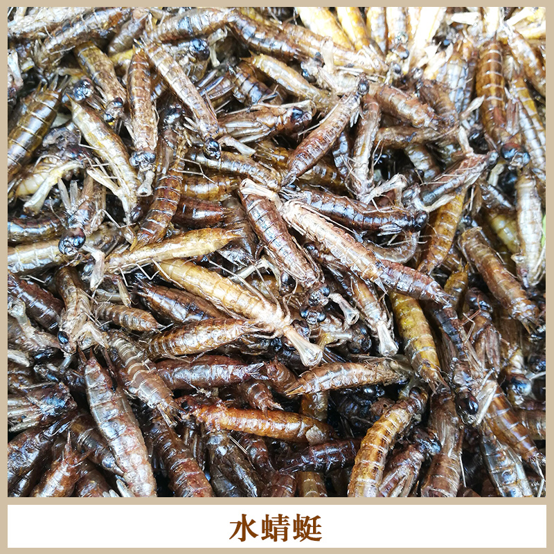 水蜻蜓圖片/水蜻蜓樣板圖 (2)