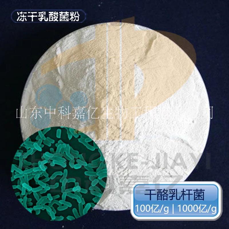 干酪乳桿菌 凍干型乳酸菌原料菌粉