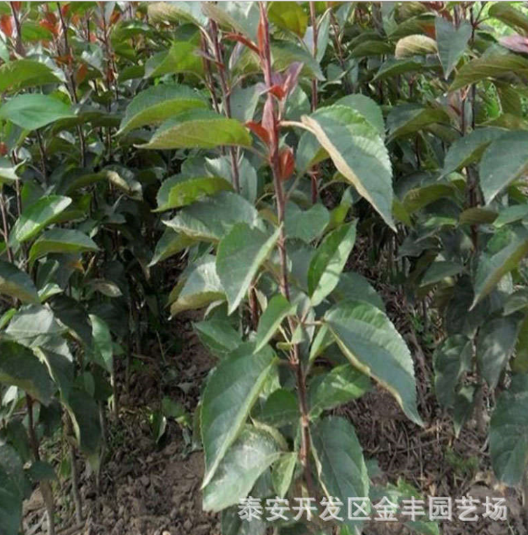 品種純正紅將軍蘋果苗圖片