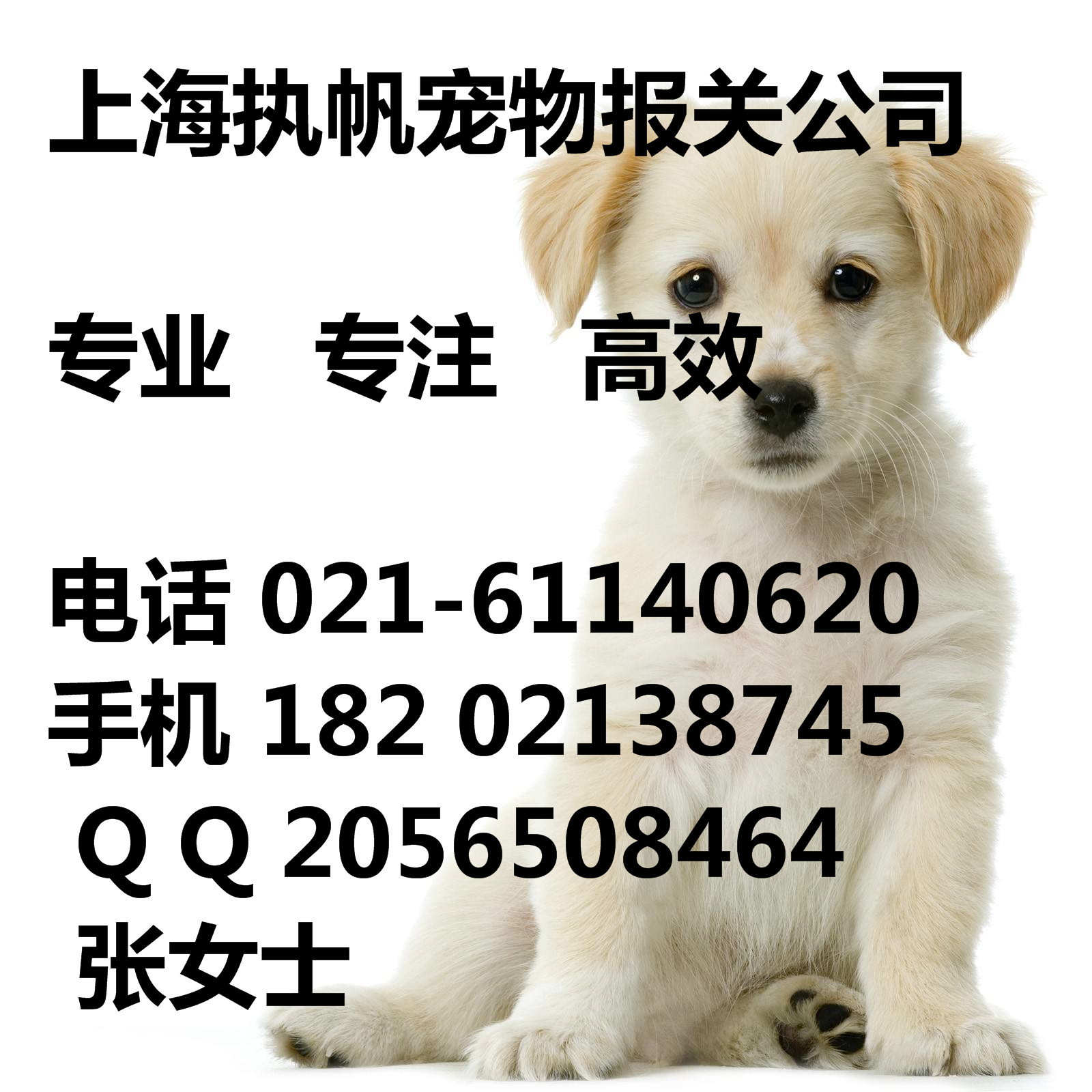 回國貓狗寵物上海進口報關(guān)圖片/回國貓狗寵物上海進口報關(guān)樣板圖 (2)