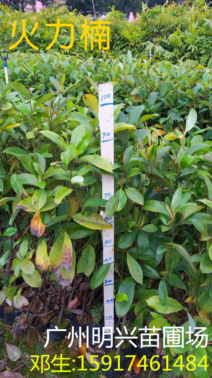 火力圖片/火力樣板圖 (1)