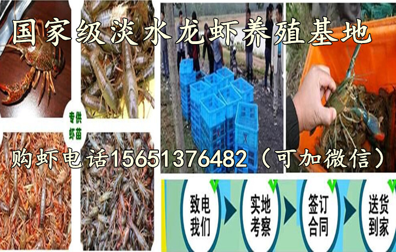 周口小龙虾苗批发  虾苗报价 焦作小龙虾苗批发  虾苗报价