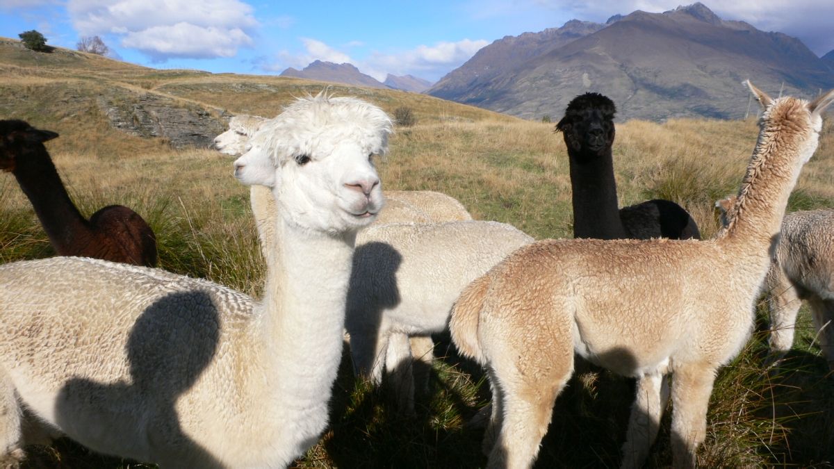 羊駝多少錢一只圖片/羊駝多少錢一只樣板圖 (2)