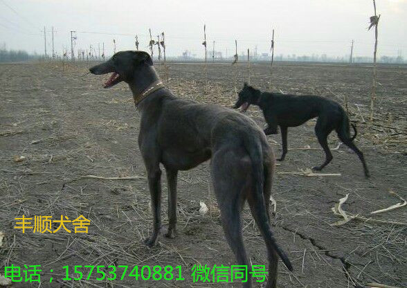 格力犬多少钱  格力犬价格