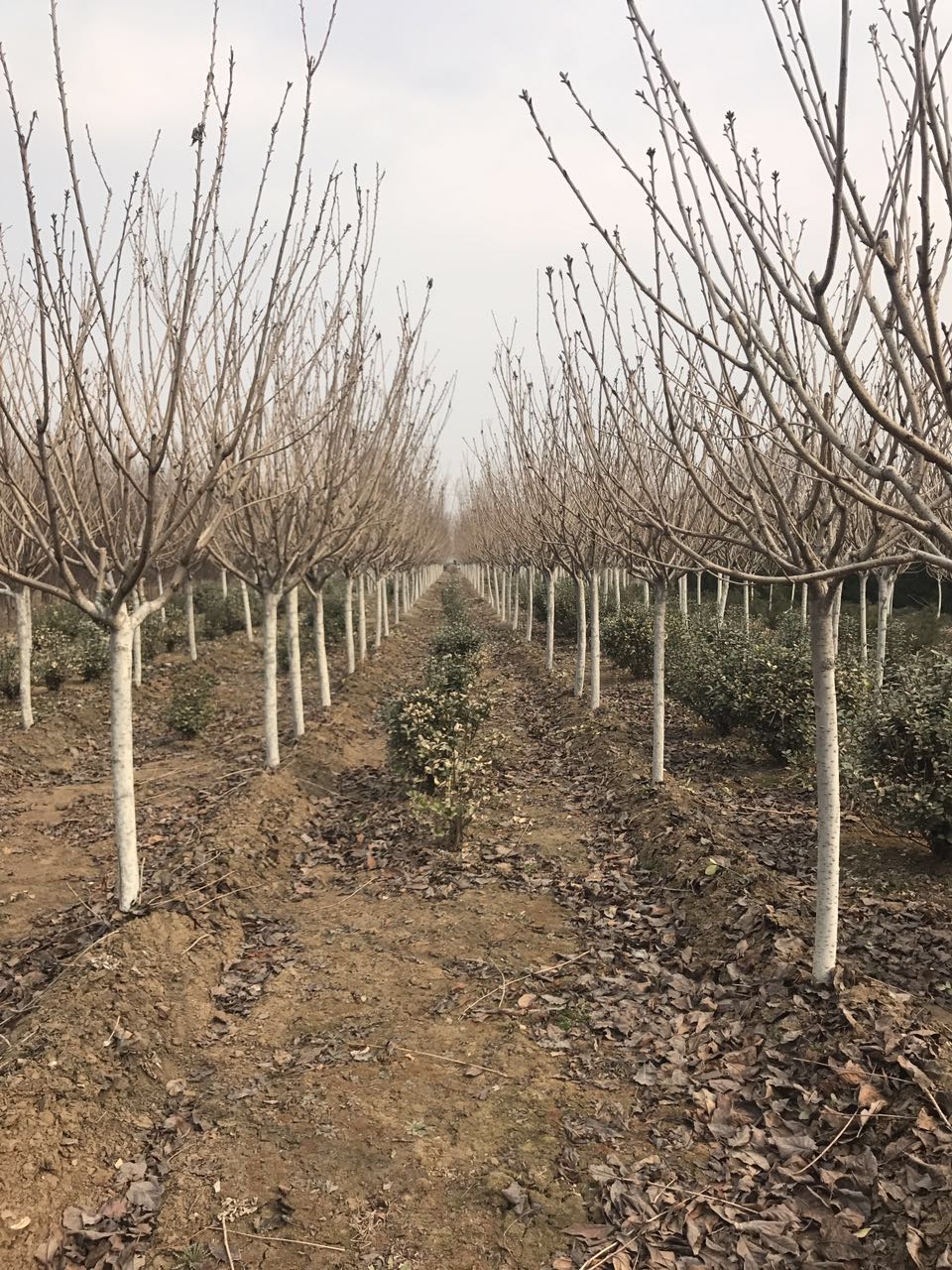 山東櫻花圖片/山東櫻花樣板圖 (2)